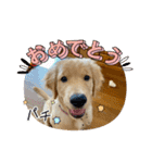 ゴールデンレトリバー『空』（個別スタンプ：23）
