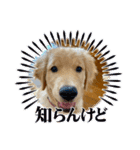 ゴールデンレトリバー『空』（個別スタンプ：28）