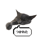 子猫のあんちゃんスタンプ（個別スタンプ：11）