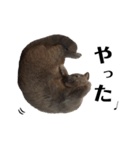 子猫のあんちゃんスタンプ（個別スタンプ：18）