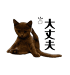 子猫のあんちゃんスタンプ（個別スタンプ：22）