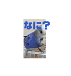 あおインコとしろハムスター（個別スタンプ：8）