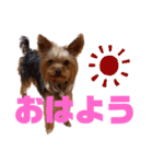 ヨークシャテリアのワコマルスタンプ（個別スタンプ：2）