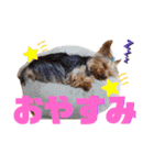 ヨークシャテリアのワコマルスタンプ（個別スタンプ：6）