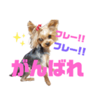 ヨークシャテリアのワコマルスタンプ（個別スタンプ：16）
