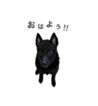 とおやまさんちのノア（個別スタンプ：2）