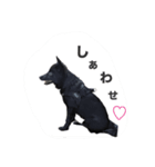 とおやまさんちのノア（個別スタンプ：4）