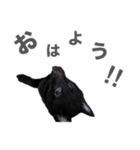とおやまさんちのノア（個別スタンプ：8）