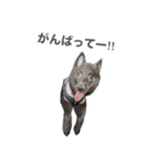 とおやまさんちのノア（個別スタンプ：9）