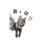 とおやまさんちのノア（個別スタンプ：15）