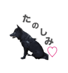 とおやまさんちのノア（個別スタンプ：21）