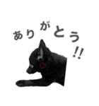 とおやまさんちのノア（個別スタンプ：22）