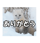 日常で使えるエゾクロテン（個別スタンプ：1）