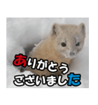 日常で使えるエゾクロテン（個別スタンプ：2）
