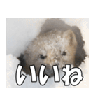 日常で使えるエゾクロテン（個別スタンプ：3）