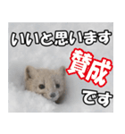 日常で使えるエゾクロテン（個別スタンプ：4）