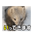日常で使えるエゾクロテン（個別スタンプ：5）