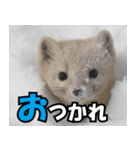日常で使えるエゾクロテン（個別スタンプ：6）