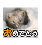 日常で使えるエゾクロテン（個別スタンプ：8）