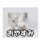 日常で使えるエゾクロテン（個別スタンプ：9）