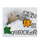 日常で使えるエゾクロテン（個別スタンプ：10）