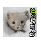 日常で使えるエゾクロテン（個別スタンプ：11）