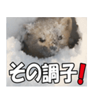 日常で使えるエゾクロテン（個別スタンプ：12）