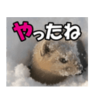 日常で使えるエゾクロテン（個別スタンプ：15）