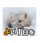 日常で使えるエゾクロテン（個別スタンプ：17）