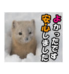 日常で使えるエゾクロテン（個別スタンプ：18）