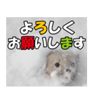 日常で使えるエゾクロテン（個別スタンプ：19）