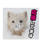日常で使えるエゾクロテン（個別スタンプ：20）
