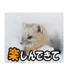 日常で使えるエゾクロテン（個別スタンプ：21）