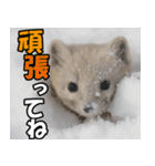 日常で使えるエゾクロテン（個別スタンプ：22）