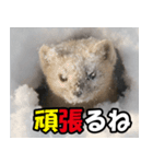 日常で使えるエゾクロテン（個別スタンプ：23）
