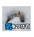 日常で使えるエゾクロテン（個別スタンプ：24）