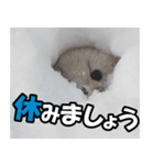 日常で使えるエゾクロテン（個別スタンプ：25）