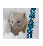 日常で使えるエゾクロテン（個別スタンプ：27）
