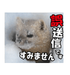 日常で使えるエゾクロテン（個別スタンプ：28）