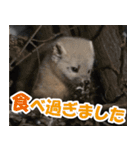 日常で使えるエゾクロテン（個別スタンプ：29）