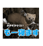 日常で使えるエゾクロテン（個別スタンプ：30）