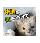 日常で使えるエゾクロテン（個別スタンプ：31）