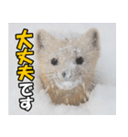日常で使えるエゾクロテン（個別スタンプ：33）