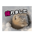 日常で使えるエゾクロテン（個別スタンプ：34）