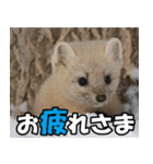 日常で使えるエゾクロテン（個別スタンプ：35）