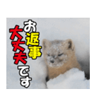 日常で使えるエゾクロテン（個別スタンプ：36）