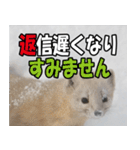 日常で使えるエゾクロテン（個別スタンプ：37）