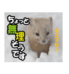 日常で使えるエゾクロテン（個別スタンプ：38）