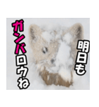 日常で使えるエゾクロテン（個別スタンプ：39）