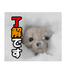 日常で使えるエゾクロテン（個別スタンプ：40）